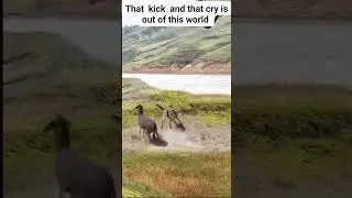 #rareanimals #rarewildlife #endangeredspecies #rarecreatures
