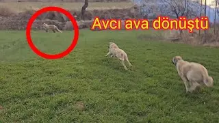 BARUT TAVUKLARI ÇALMAYA GELEN TİLKİYİ GÖRÜNCE MERMİ GİBİ PEŞİNE VERDİ~TEK BAŞINA İLK İCRAATI