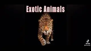 Sound Ideas, ANIMAL, ZEBRA - DISTANT CHIRPING, SINGLE CALL