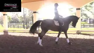 Hubertus Schmidt: Half Pass To Counter Canter