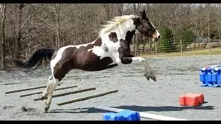 Reveille - Session 011 - Groundwork - Project Horse VLOG - Young Pinto Horse in Training - 04/20/18