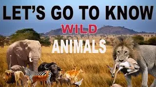 Full Day Wildlife Safari - Jackson Hole Wildlife Safaris - Yellowstone National Park