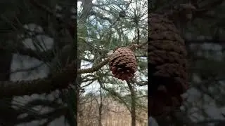 Spring nature walk