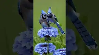 Brilliant Blue Jay in Action! 🐦💙