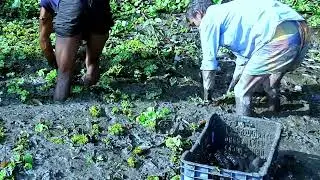 Giant Fish Trap In The Village - Building Giant Fish Trap System With pump #BDFishingTV