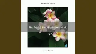 Experience Hard Sleep with Peaceful Nature Noises for Calm down