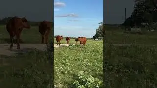 Texas Farms for sale 🐮 10+ acres with a barn and house for $370k 🤩 #realestate #texas #poteet