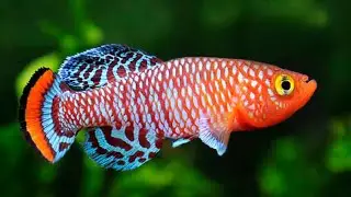 Ikan Hias Killifish Sang Primadona Aquarium Air Tawar