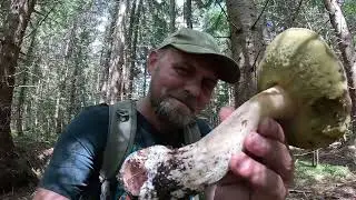 Тут ГРИБНИКИ не ходять!.. Але які ГРИБИ!.. Гори ховають, а ми знаходимо!