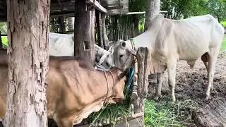 Bucows-Natural animals are in the process of eating grass in the barn