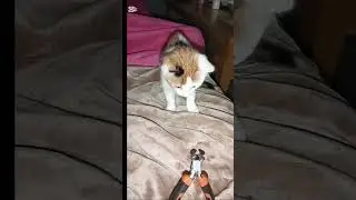 #unny #cute #cutecat #subscribe #follow #fyp #highlights  #shortvideo #kitten