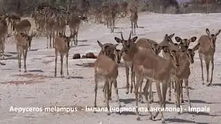 Aepyceros melampus  &ndash; Імпала (чорноп'ята антилопа)  - Impala