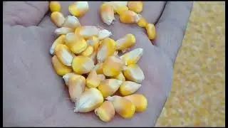 New panesar G60 TAF Combain maize 🌽 harvesting yogesh Ghogare #agriculturalmachinery #combine #farmi