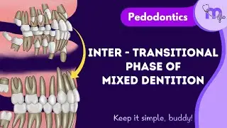 Inter - Transitional Phase of Mixed Dentition | Pedodontics | Animated Explanation