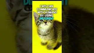 The BENEFIT of having a CAT: How they IMPROVE our LIVES! #shorts #cats #lifeFacts