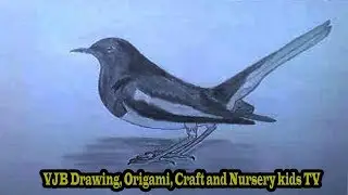 How to draw a Magpie robin / Doel step by step || National Bird of Bangladesh