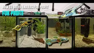 How to Setup a breeding tank for Endlers Guppy - Aquascaping
