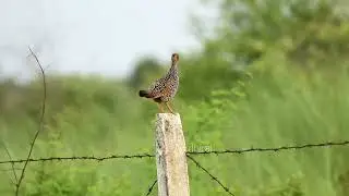 Painted francolin call.                              August 2023.