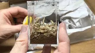 Распаковка от US Invertebrate LLC!