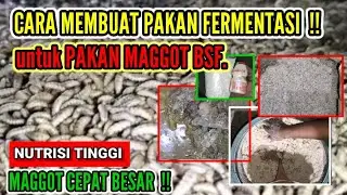 Cara Membuat Pakan Fermentasi Untuk Pakan Maggot BSF.| Budidaya Maggot Media Kering