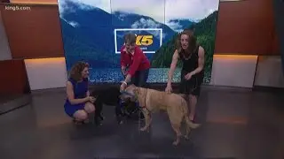Pet of the Month