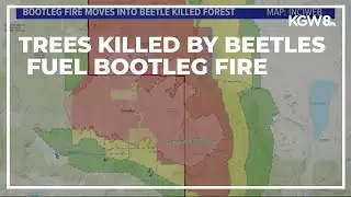 Trees killed by bark beetles helping fuel forest fires