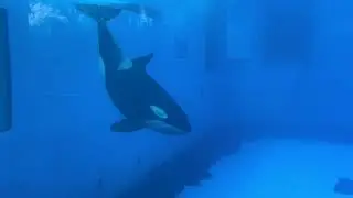 Dine With Orcas At Underwater Viewing | SeaWorld Orlando 4K (2-19-23)