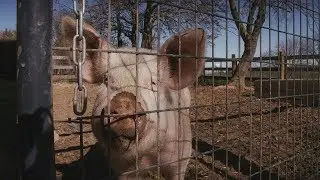 Full Frame Close Up: Barnyard Buddies