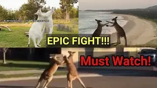 KANGAROOS FIGHT COMPILATION