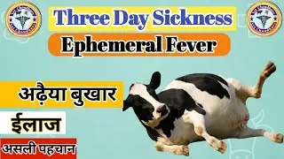 3 Day Sickness! Ephemeral Fever! अढ़ैया बुखार का ईलाज।#vet_choudhary #cow #goat #buffalo #veterinary