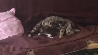 STRAY CAT WITH KITTENS MAKES A HOME IN OUR SWING CHAIR