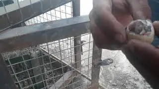 Irani Titeer