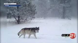 A California-born wolf has dispersed into Oregon for the first time