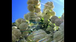 Flowers bouledeneige -  white flowers!  Snowball-tree It is viburnum. Белые цветы.  Бульденеж