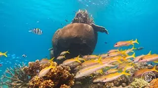Fijian Bommie ASRM - Pure Underwater Sounds (No Music)