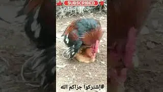 تلقيح الدجاج rooster mating #roostermating#short