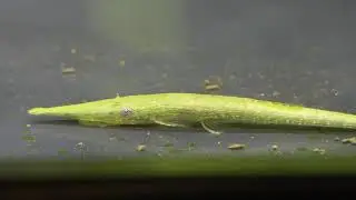 グリーンファロウェラ3種類（3 species of Acestridium: A. dichromum, A. discus & A. triplax）