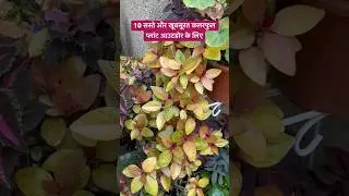 10 best colourful foliage plants for outdoor garden #gardeningaesthetics #outdoorgarden