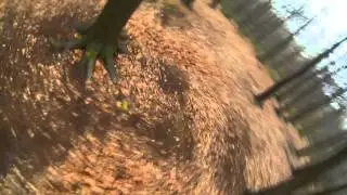 raw treefootage