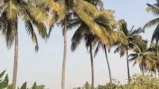 4ACRE LAND SALE HANUR NEAR 2KM BANGALORE 150KM MYSORE 90KM PRICE 55LACK PER ACRE NEGO  9902421145