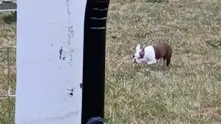 Cute Boston Terrier Puppy Rosemary Steals the Show | Adorable Dog Video 🐶🐾