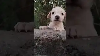 puppy.. 🥰 #video #pappy #cute #viral #babyrudra #youtubeshorts #cutebaby #mylittleherorudra #dog #✨✨