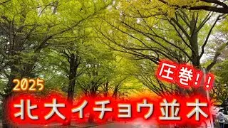 北大イチョウ並木に行ってきました。