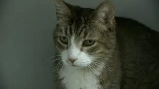 Pima Animal Care Center faces overcapacity crisis this holiday season