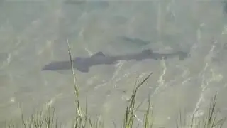 American Wildlife --- Brown Smoothhound (Smooth-hound) Shark