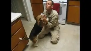 US Marine Surprise His Beagle Dog