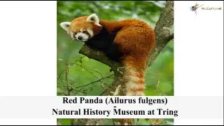Red Panda Ailurus fulgens at The Natural History Museum at Tring