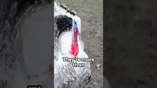 Turkey.  North America's Famous Bird  #animals #facts #shorts