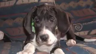 Great Dane Lovey 8 weeks - 10 months