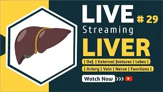 🥩Liver, Def., External Features, Lobes, Artery, Vein, Nerve Suply, Function. #Liver #hepatic #Heper
